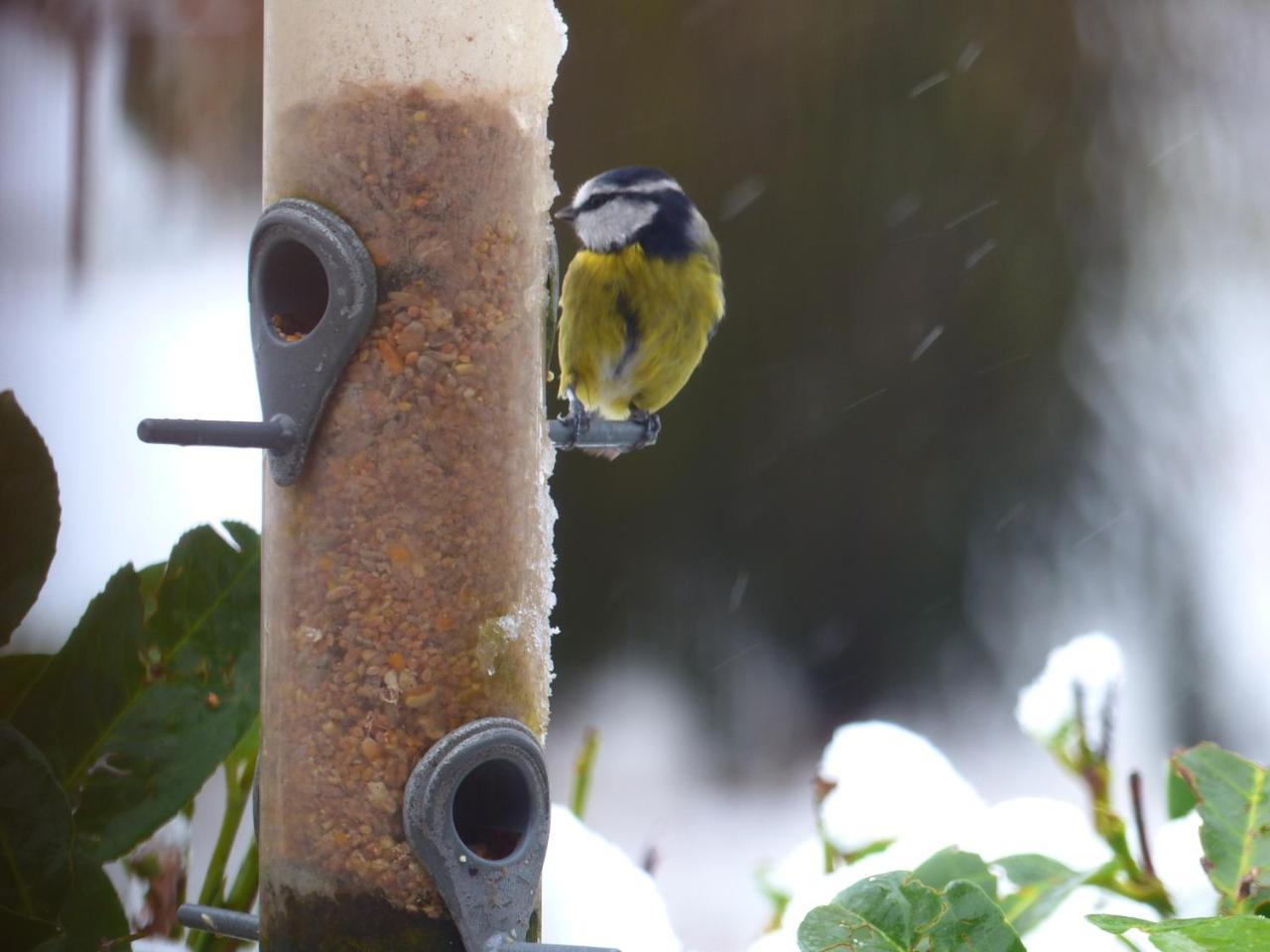 Whepstead The Old Pear Tree Bed & Breakfast エクステリア 写真
